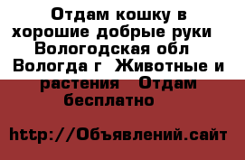 Отдам кошку в хорошие добрые руки - Вологодская обл., Вологда г. Животные и растения » Отдам бесплатно   